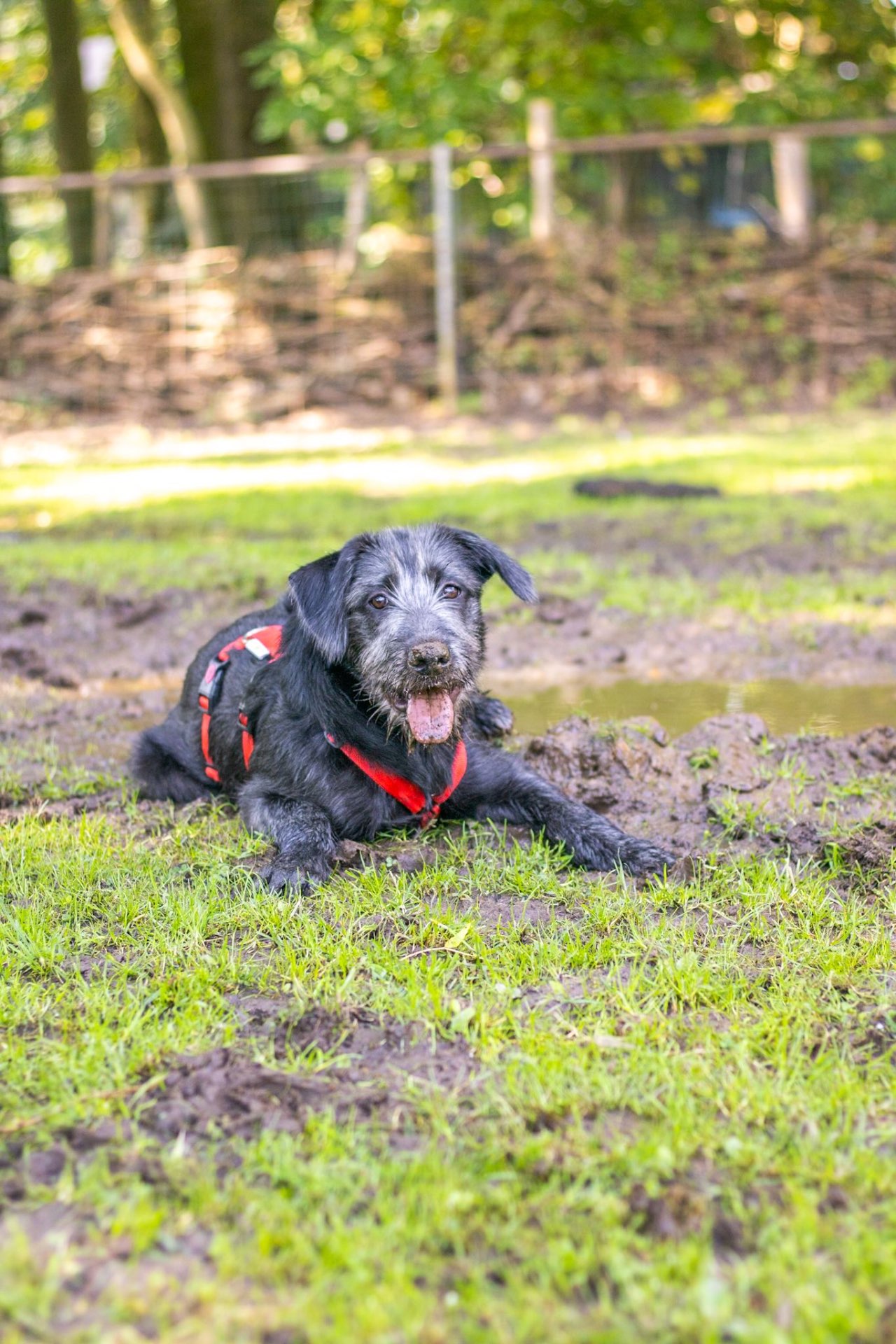 Geredde hond van Puppy Rescue Team